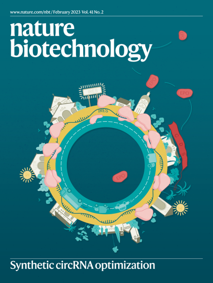 Circular RNA engineering