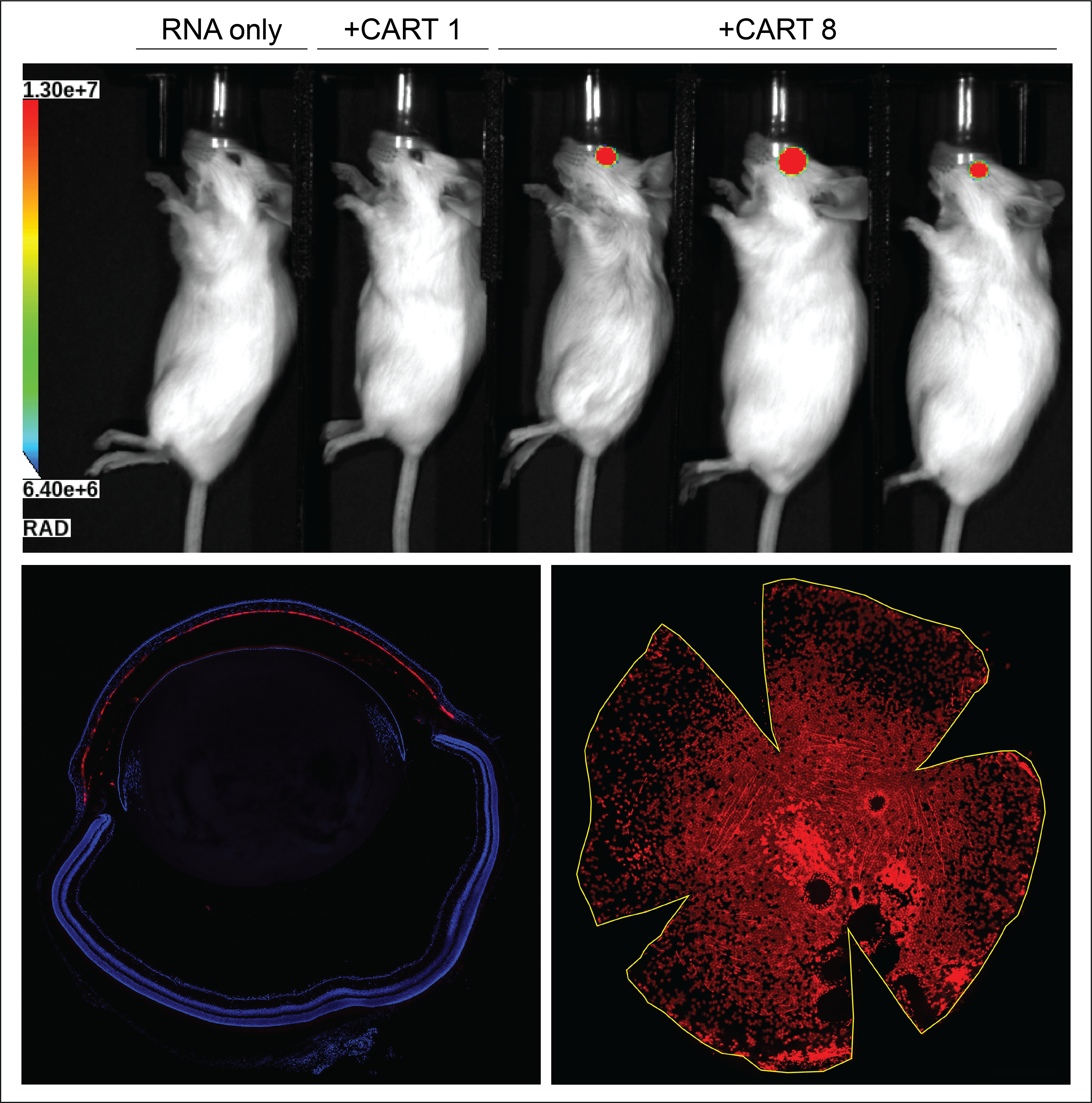 RNA delivery corneal endothelium