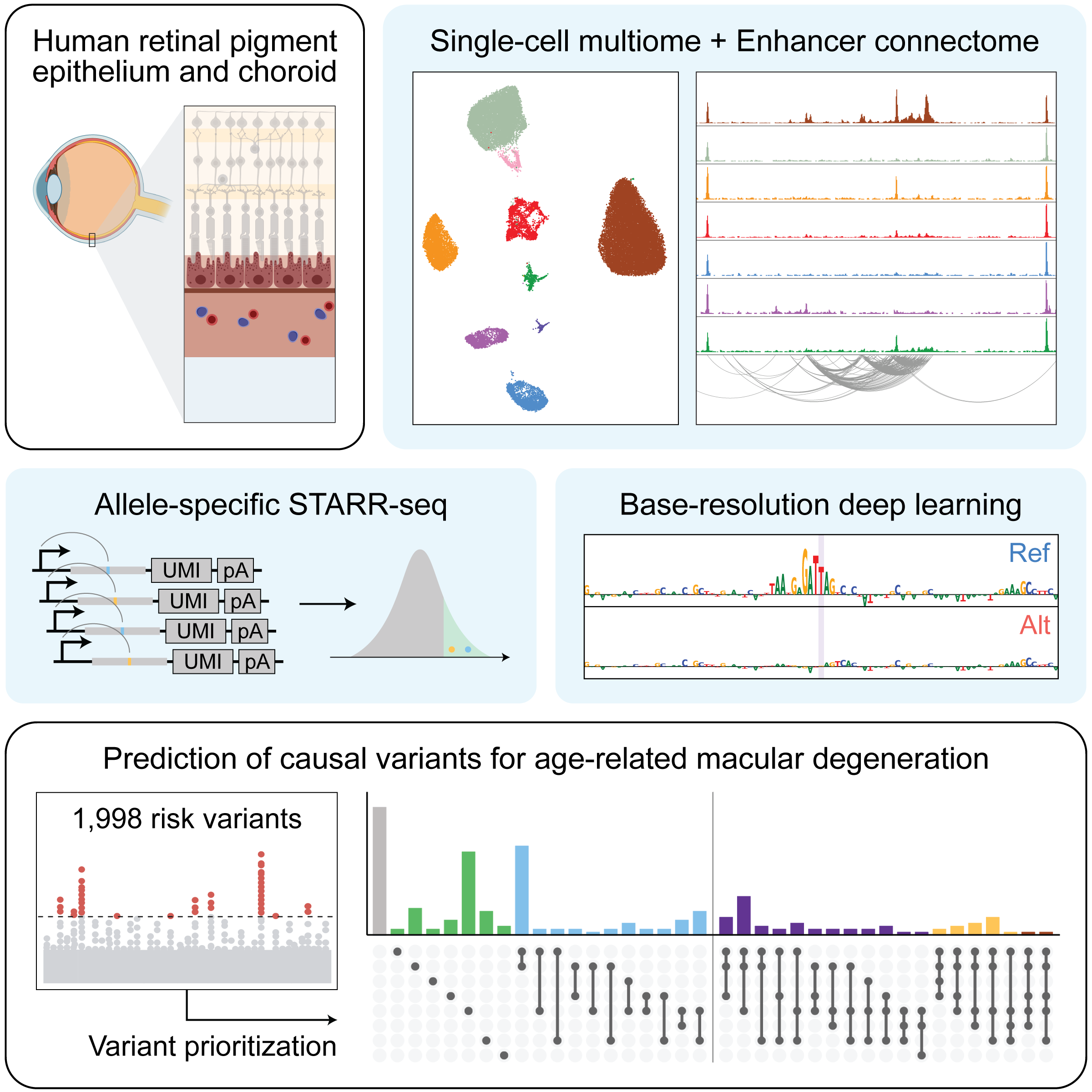 RPE single-cell multiome