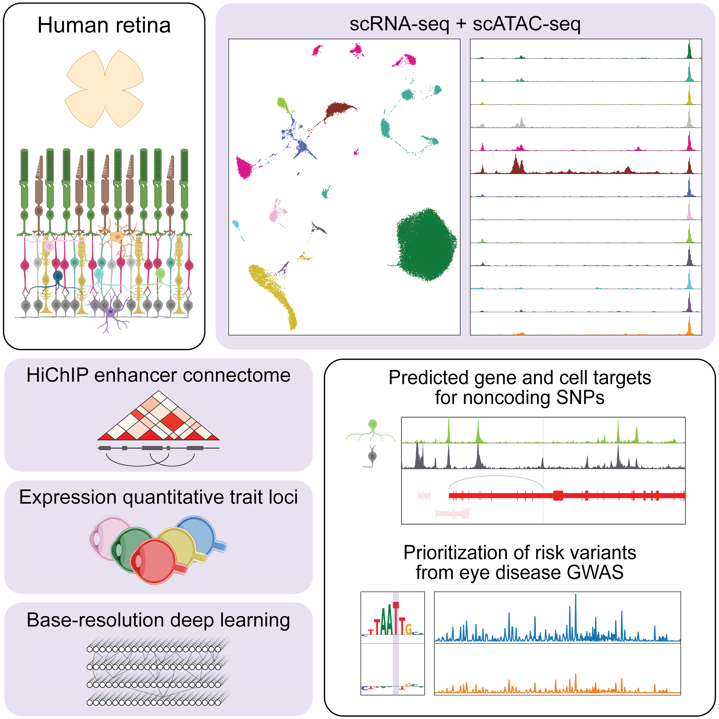 Human retina single-cell multiome
