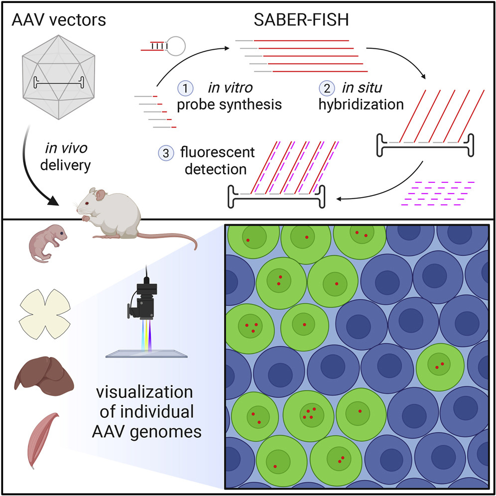 SABER-FISH AAV detection